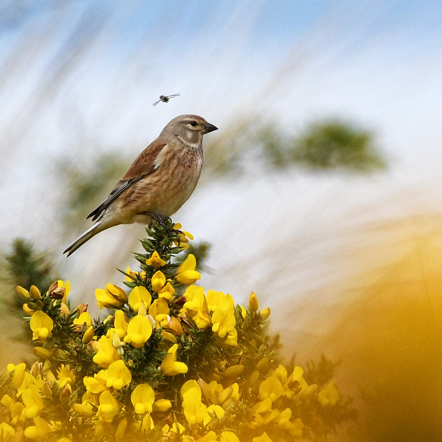 Linnet and fly