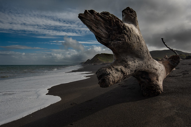 whakamahi driftwood