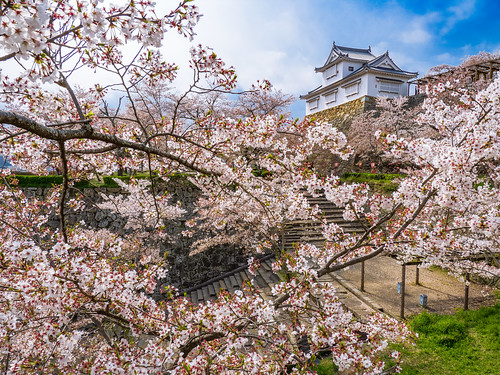 photones takuma kimura 木村琢磨 木村 琢磨 風景 景色 自然 landscape nature snap view 桜 charry blossom 花 鶴山公園 津山市 岡山 tsuyama