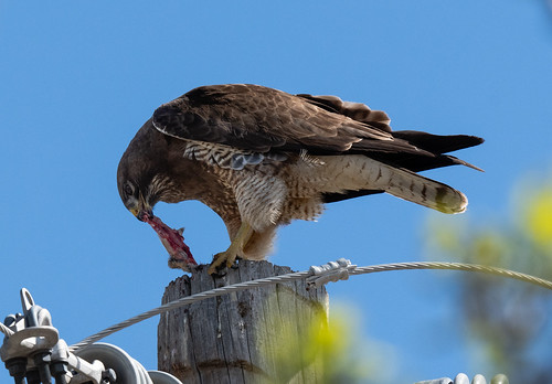 swainsons_hawk_eating_mouse-20190429-108