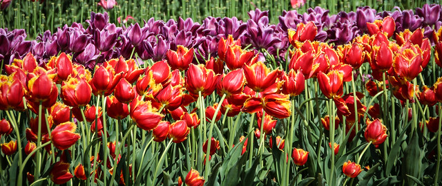 Holland Ridge Farms Tulips