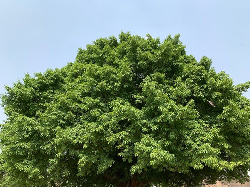 City Landmark - The Summertime Pilkhan Tree, Feroz Shah Kotla