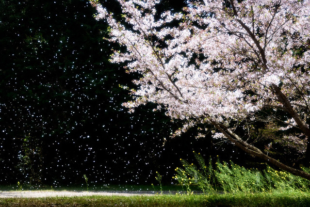 桜 #9ーCherry Blossoms #9