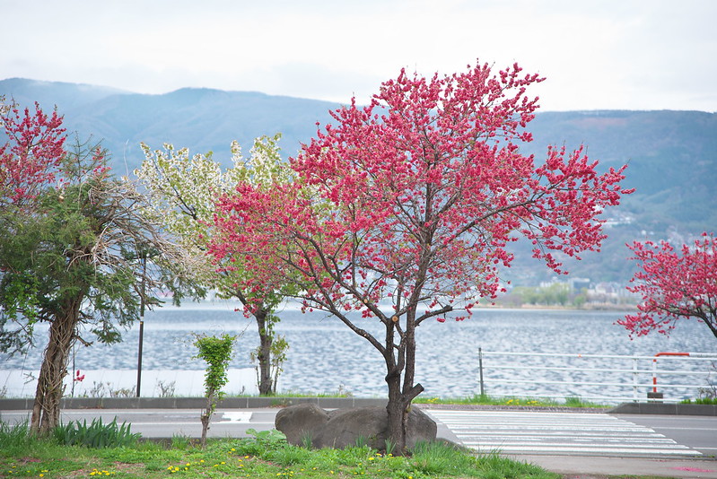 諏訪湖沿いの桃