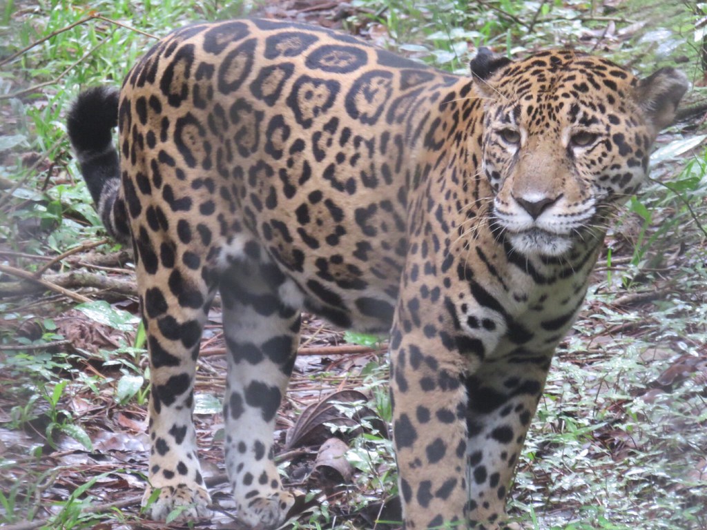 The Belize Zoo and Tropical Education Center