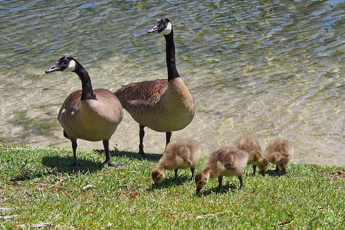 geese goslings lake fairfieldharbour northcarolina sonya58 sony sonyphotographing wildlife canadageese