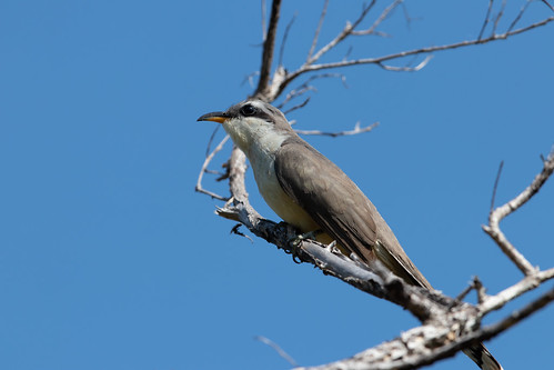 Mangrove Cuckoo