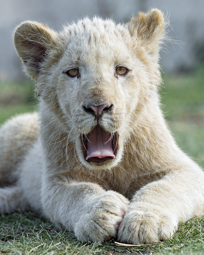 Lion cub starting to yawn | Next cute photo of a cute white … | Flickr