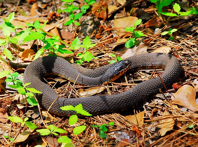 Yellow bellied black snake in Houston Arboretum (5/2/2019).