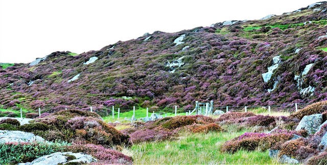 Rocky hillside covered in heather and grass