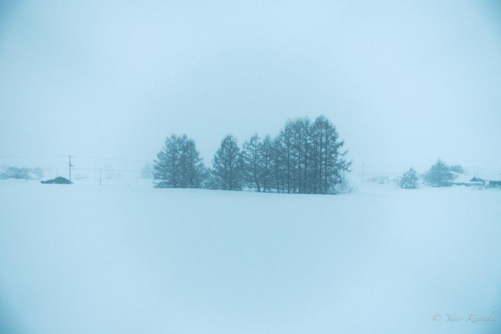 Conifers in snow / 雪の針葉樹