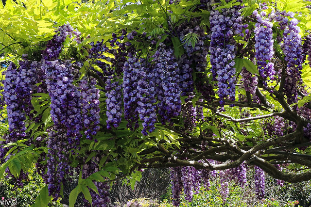 Cascades of purple Wisteria flowers