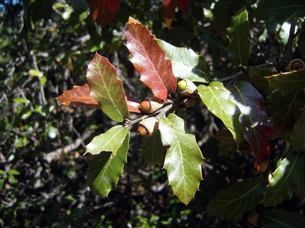 Quercus 'Guachochi' (FAGACEAE).