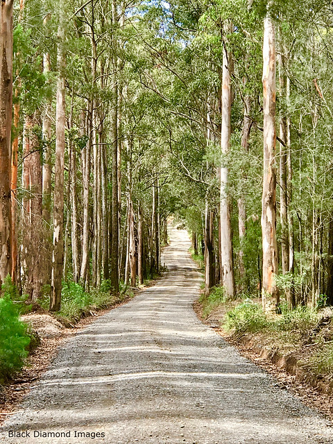 Eucalyptus propinqua - Grey Gum Tunnel of Trees on Old Soldiers Road, near Rainbow Flat, Hallidays Point, NSW