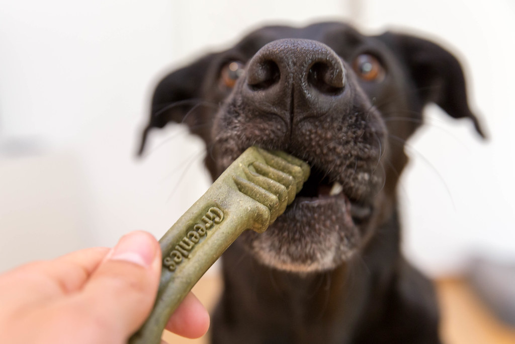 Black Labrador retriever bites Greenies grain free dental … | Flickr