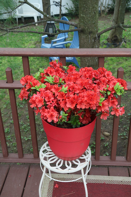 Red Flowers on the Deck