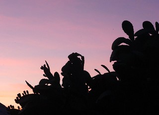 Backyard cactus at sunset