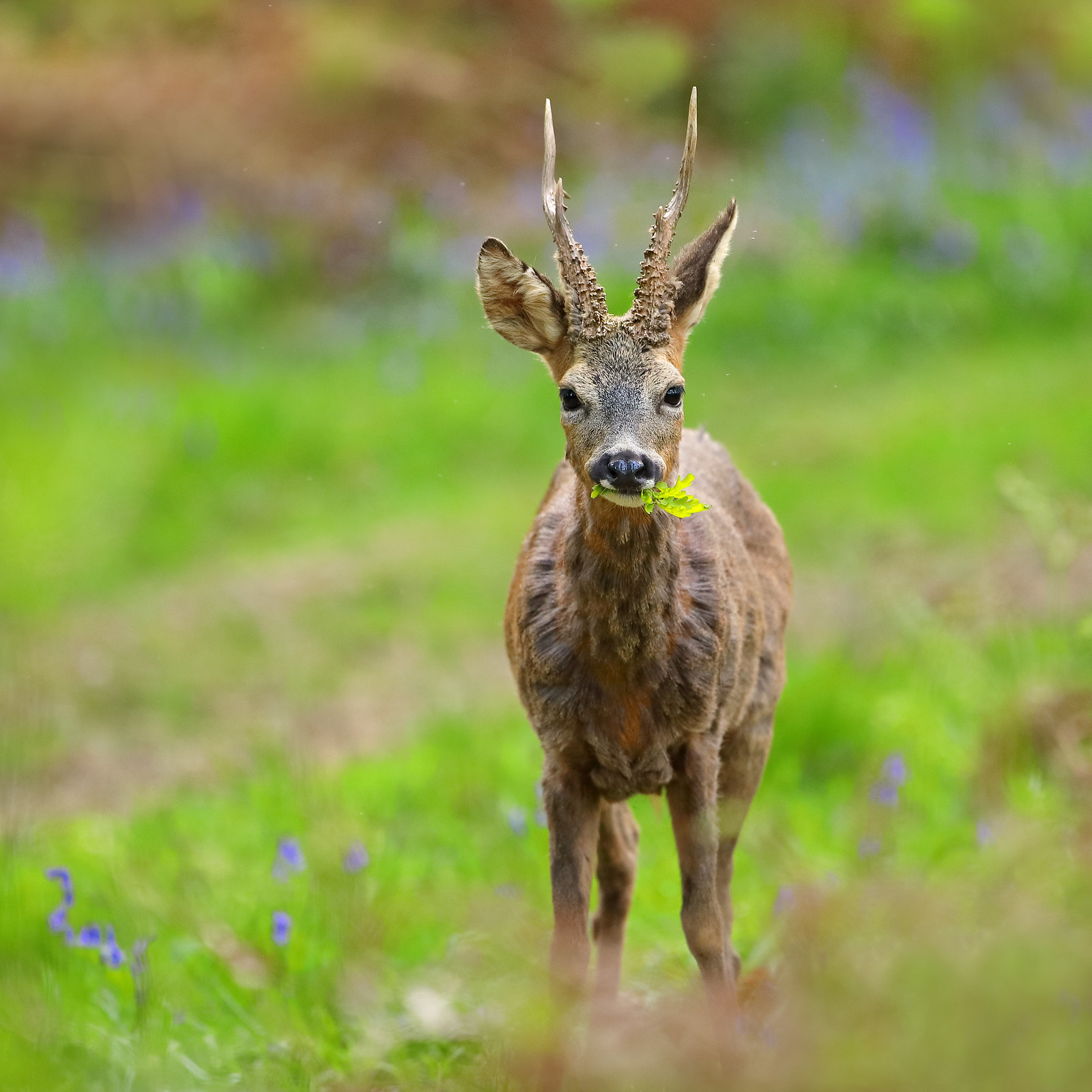 Roe deer eating oak leaves in bluebell wood