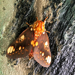 Citheronia hamifera moth