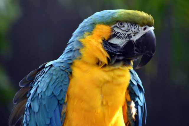BLUE AND GOLD MACAW.   BLOEDEL CONSERVATORY