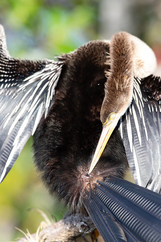 Yes, Anhingas have a preen gland.