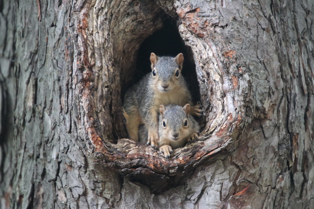 332/365/3984 (May 9, 2019) - Juvenile Fox Squirrels on a Spring Day at the University of Michigan - May 9th, 2019