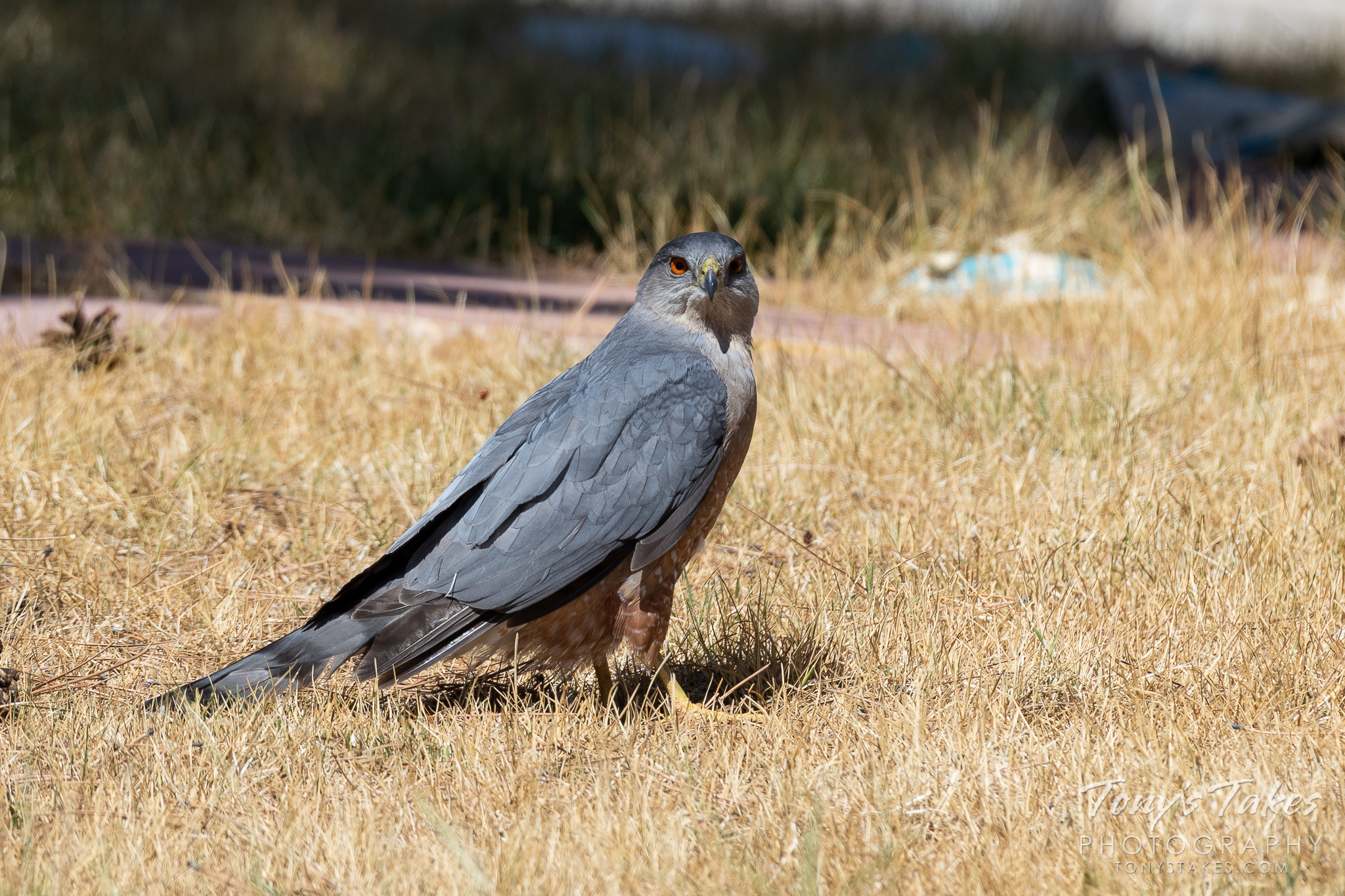 Cooper’s hawk at home makes for the best pics of the day