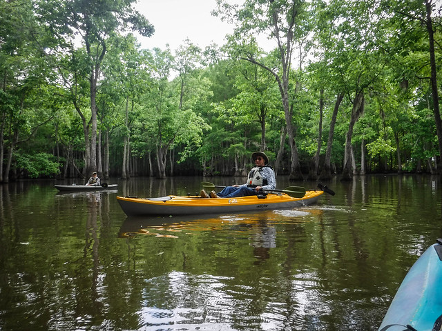 Sparkleberry Swamp