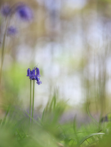 Spring bells | Julien Dumont | Flickr