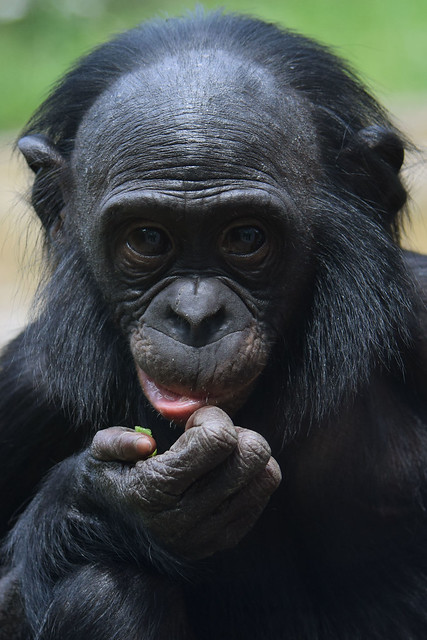 Bonobo @ Stuttgart Wilhelma Zoo 15-06-2018