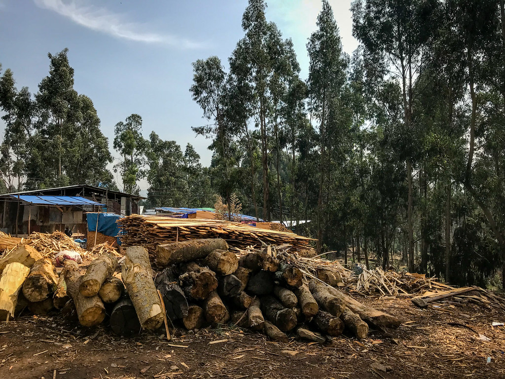 Felled Eucalyptus trees being prepared for sale for construction, scaffolding and building mud houses, Oromia region, Ethiopia.