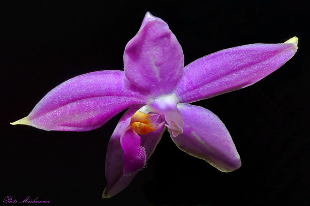 Phalaenopsis speciosa x violacea dark Red Norton