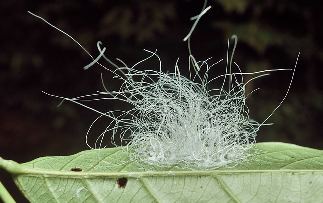 Spiraling Whitefly Nymphs and Egg Trails, Singapore