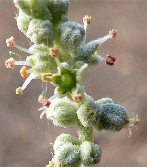 Rhagodia spinescens - Hedge Salt-bush, male flower (Neil Blair)