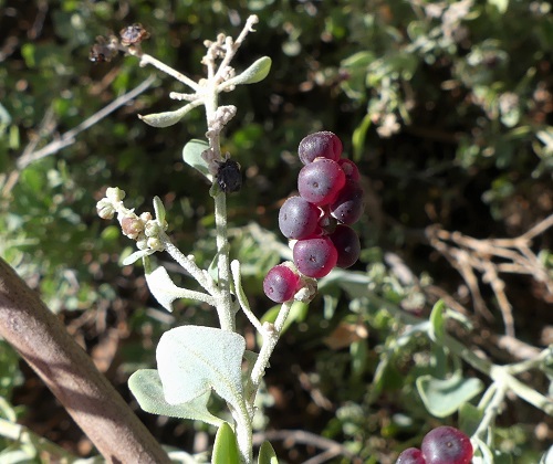 Rhagodia spinescens - Hedge Salt-bush, female plant with fruit (Neil Blair)