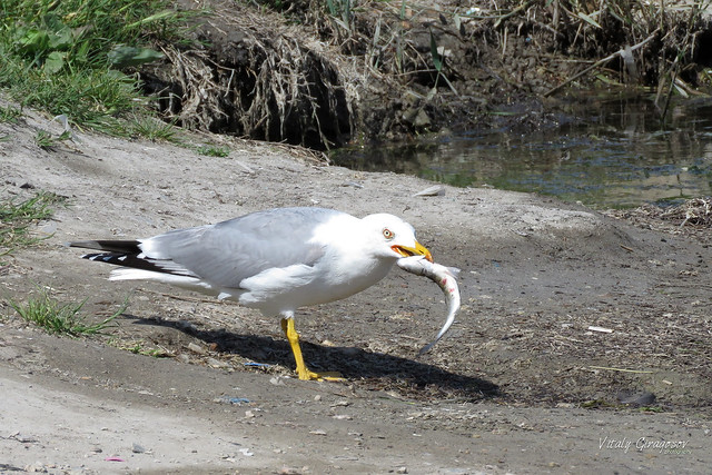 Yellow-legged Gull with Gray Mullet.