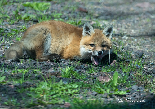2019 may spring tioga sabinsville tiogacounty places grimeshill wildlife foxkit fox pa usa