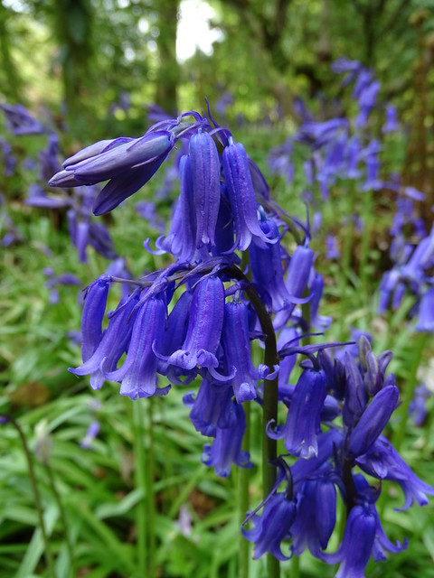 Bluebells at RHS Harlow Carr