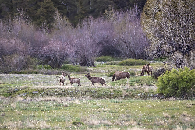 Elk Visitors, Greer, Arizona