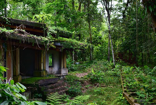 parqueamazónicolaisla junglepark tena abandoned trees forest unfinished landscape amazonianbasin ecuador