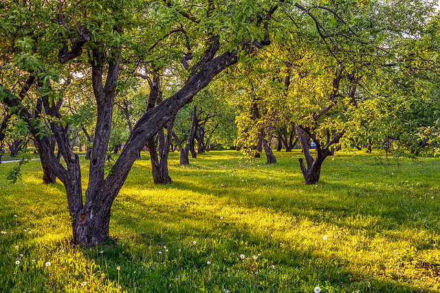 Sunlight in the apple tree garden (Moscow, Russia)