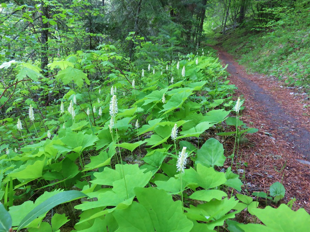 Vanilla leaf along the Dog River Trail