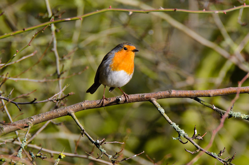 Robin on twig, Northycote