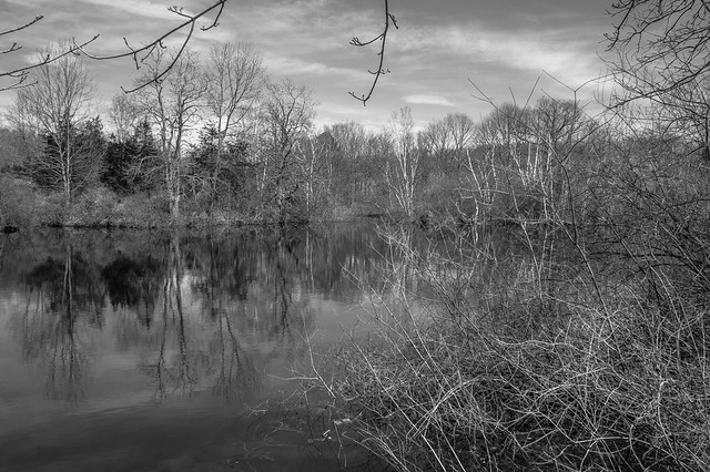 Skunk Pond-Early Spring BW