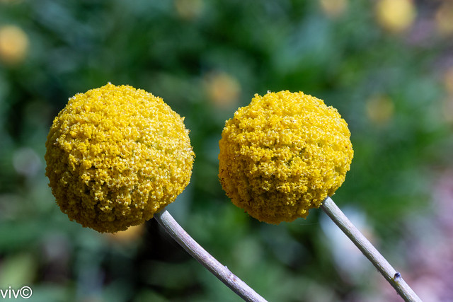 Twin yellow Craspedia flowers