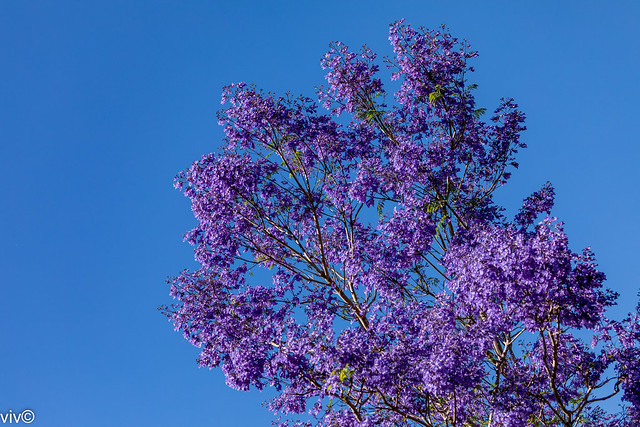 Purple Jacaranda flowers in spring