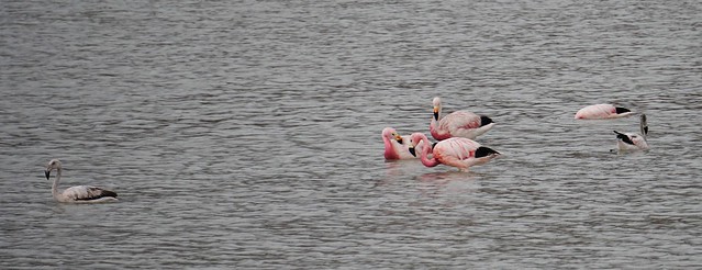 The Flamingos, the Stinking Lake (Laguna Hedionda) at 4,121m. (13,520.34 ft.), Bolivian Highlands (Altiplanos Boliviano), Potosí, Bolivia.