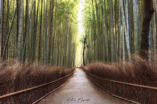 Arashiyama Bamboo Forest - Kyoto (Japan)