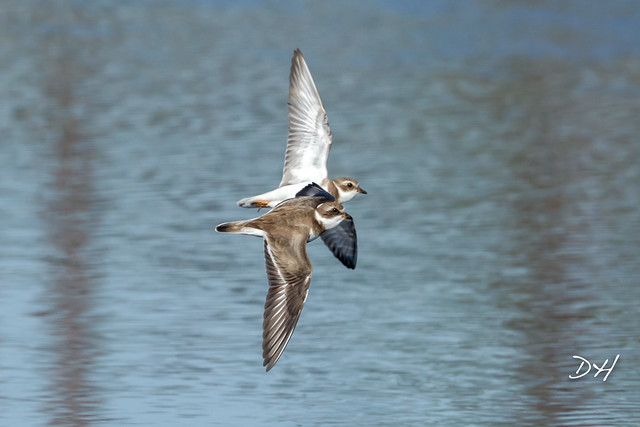 Semipalmated Plover Pair in Flight