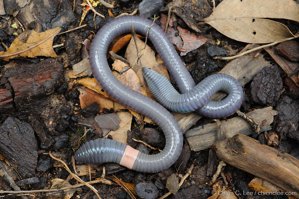 Kinabalu Giant Earthworm (Pheretima darnleiensis), Kinabalu…